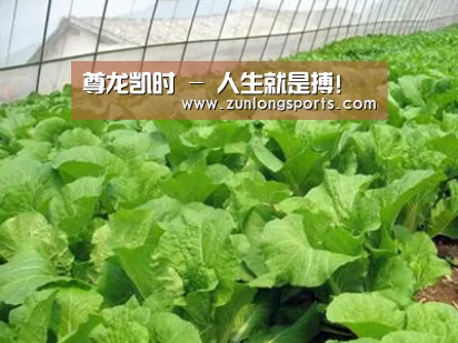 种植基地一